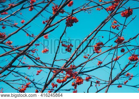 Beautiful Vivid Red Rowan Berries On Branches On Background Of Blue Clear Sky. Colorful Nature Backg