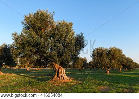 Beautiful Olive Trees Background From Salento, Puglia. Mediterranean Olive Field With Old Olive Tree