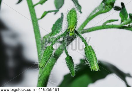 Blooming Tomato Pollen Macro
,tomatoes Are A Crop Rich In Nutrients