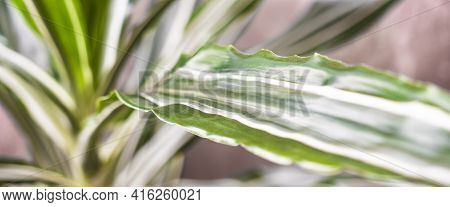 Green Texture : Beautiful For Decorative Leaves Of A House Plant.selective Focus.dracaena Fragrans M