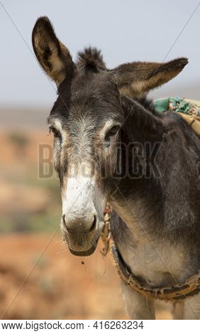 Donkey, Farm Animal In The Moroccan Countryside Of Sidi Ifni.