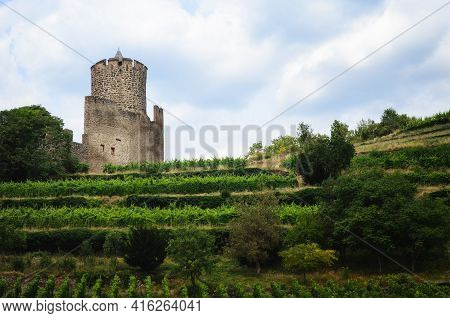 Summer View Of The Medieval Castle Ruins Between The Vines Of The Vineyard Of Keysersberg, Famous Wi