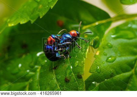 The Beautiful Blue Milkweed Beetle It Has Blue Wings And A Red Head Perched On A Leaves After Rain M