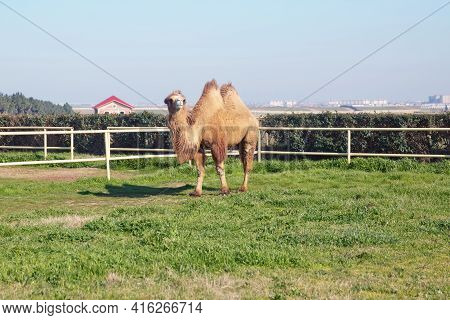Azerbaijan. 10.03.2021. Camel Portrait Closeup Of A Camel In Azerbaijan . Camel Owners Leave Their A