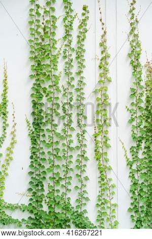 ivy isolated on a white background.