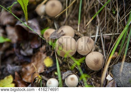 A Small Group Of Puffball Mushroom In The Autumn Forest, Lycoperdon Pyriforme