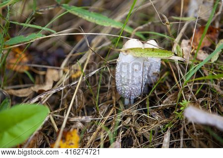 A Young White Toadstool Growing Amoung Dry Grass At The Atumn Forest