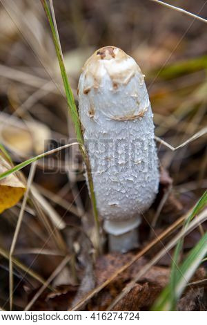 A Young White Toadstool Growing Amoung Dry Grass At The Atumn Forest