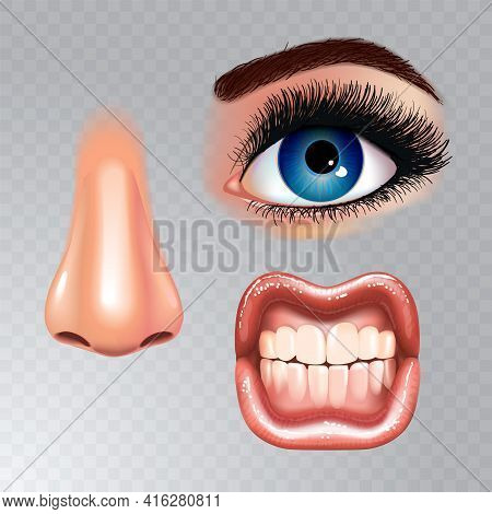Set Of Beautiful Female Eyes With Extended Eyelashes, Nose And Shining Mouth With Glossy Lips. Grinn