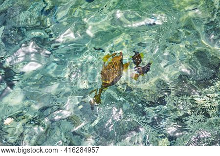 Crystal Turquoise Water Of The Red Sea. Background Of The Red Sea Water Surface. Top Down View Of Th