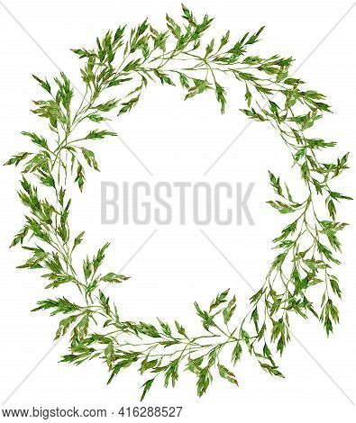 Watercolor Meadow Grass Wreath. Green Field Brome Grass Oval Template Isolated On The White Backgrou