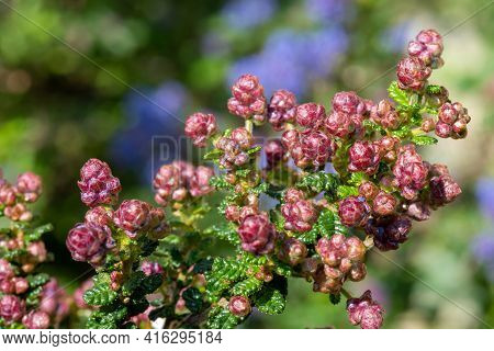 California Lilac (ceanothus) Bush