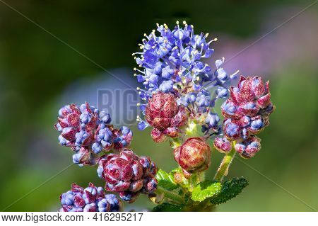 California Lilac (ceanothus) Bush