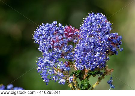California Lilac (ceanothus) Bush