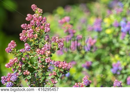 California Lilac (ceanothus) Bush