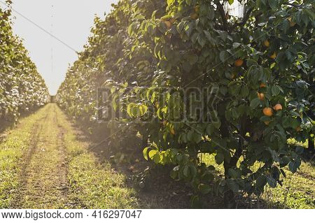 Persimmon Trees With Lots Of Persimmons. Rows Of Fruit Trees. Plantation With A Crop. Soft Focus, Su