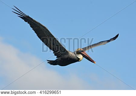 Pelican During A Flight Near Tulum, Mexico.\nblue Sky At The Background.