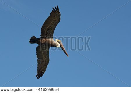 Pelican During A Flight Near Tulum, Mexico.\nblue Sky At The Background.