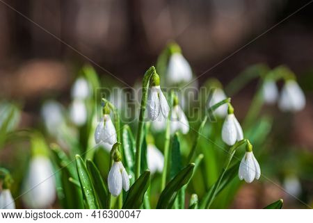 Group Of White Snowdrops In The Morning Forest - Galanthus Nivalis In Spring