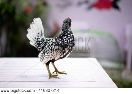 close up to Silver white Male SeBright Chick in the blur bokeh green garden background.