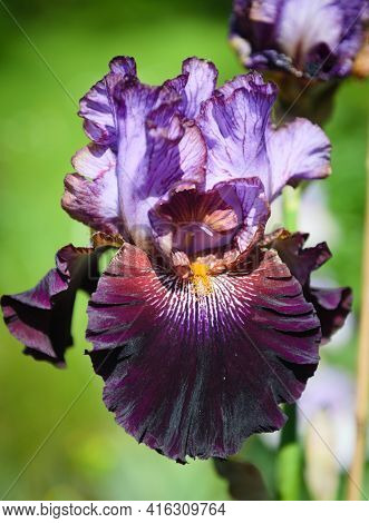 Iris Germanica. Closeup Of Flower Bearded Iris 