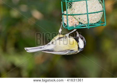 Tomtit con foraggio