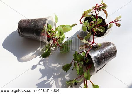 Rainbow Swiss Chard Sprouts In Plastic Pots On White Background. Beautiful Colored Sprouts With Red 
