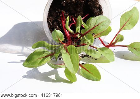 Rainbow Swiss Chard Sprouts In Plastic Pots On White Background. Beautiful Colored Sprouts With Red 