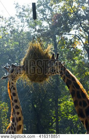 Baringo Giraffe Eats A Ball Of Hays In A Zoo
