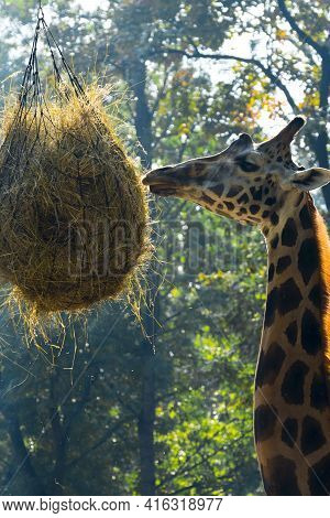 Baringo Giraffe Eats A Ball Of Hays In A Zoo