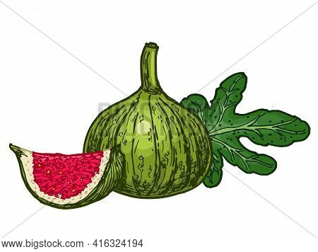 White Fig. Fruit. Ink Sketch Of Food By Line On White Background. Closeup Figs Fruit. Vibrant Colors