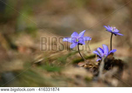 Spring Flower. Beautiful Blooming First Small Flowers In The Forest. Hepatica. (hepatica Nobilis)