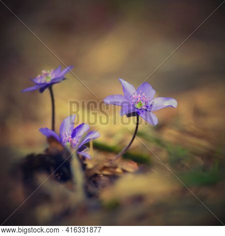 Spring Flower. Beautiful Blooming First Small Flowers In The Forest. Hepatica. (hepatica Nobilis)