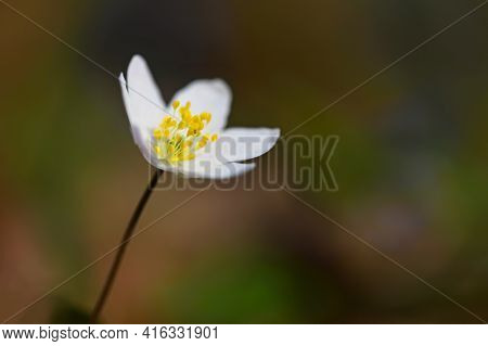 Spring White Flowers In The Grass Anemone (isopyrum Thalictroides)