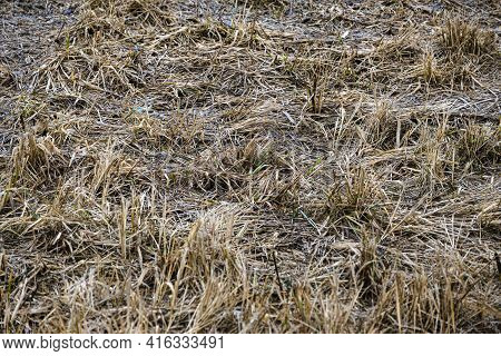 Natural Spring Background Of Dry Yellow Grass. Danger Of Spring Fires, Do Not Set Fire To Dry Grass.