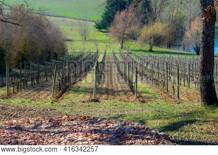 Nice South-ouest Vineyard, In Brulois, In France