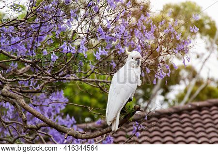 Sulphur-crested Cockatoo Sitting On A Jacaranda Tree In A Full Bloom With Beautiful Purple Flowers. 