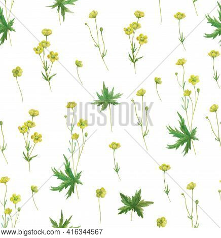 Seamless Pattern With Yellow Meadow Buttercup Flowers. Realistic Botanical Illustration.