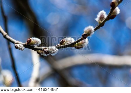 Pussy Willow Branch In Blue Sky - Great Sallow Tree Blooming In Spring Forest