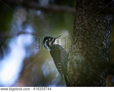 Three Toed Woodpecker Picoides Tridactylus On A Tree Looking For Food In Sunset And Sunrise