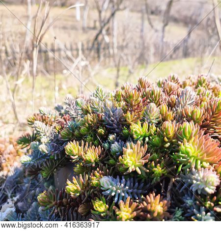 Colorful Succulent Sedum Plant Outdoor. Nature Background
