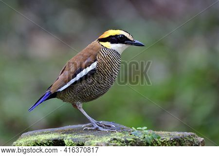 Female Malayan Banded Pitta (hydrornis Irena) Most Wanted Colorful Bird Endemic To Southern Thailand