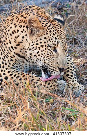 Leopardo posa In ombra