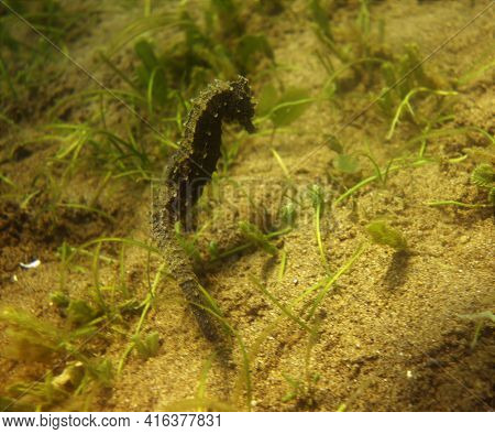 Stunning Seahorse Moving In The Sea Currents