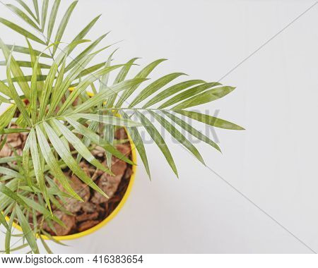 A Top View. Close-up Of Parlour Palm Plant Indoor In A Flowerpot, To The Left Of The Frame, On The W
