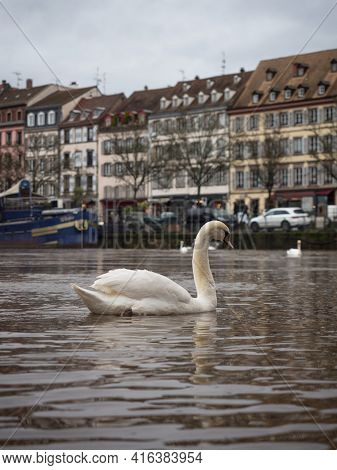 White Swan Swimming Infront Of Charming Picturesque Old Traditional Architecture Half-timbered House