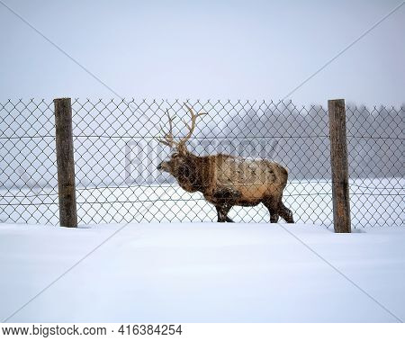 Mature male red deer walking during snowfall. Middle Ural mountains near the village of Visim in the Sverdlovsk region of Russia.