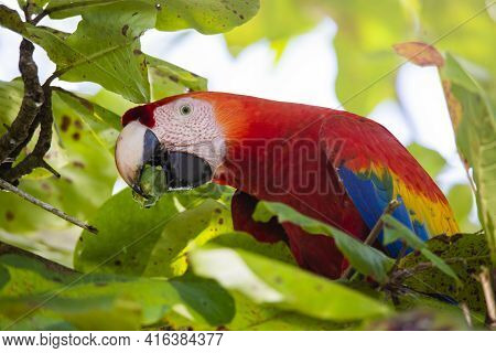 Portrait Of A Beautiful Big Red Parrot During Its Meal In A Natural Tropical Habitat, Osa, Costa Ric