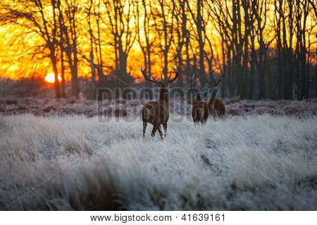 Red Deer