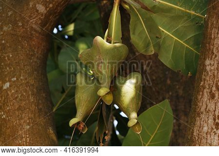 Exotic Fruit Hanged On A Branch Similar To Almond Family